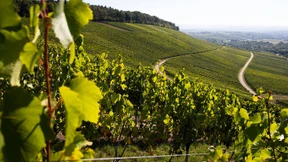 Mehr Wein erwartet als im Vorjahr