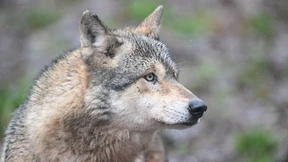 Eingefangener Wolf kommt in Auffangstation unter