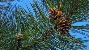 Überhängende Äste dürfen zurückgeschnitten werden