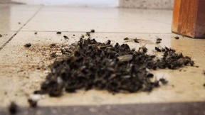 Kirche in Reifenberg von Fliegen bevölkert