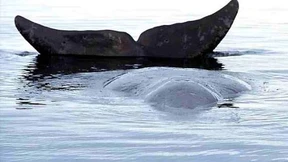 Zahnloser Nimmersatt auf Beutezug