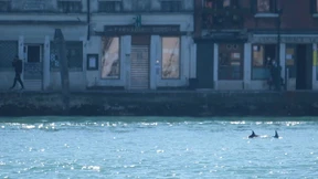 Zwei Delfine in der Lagune von Venedig gesichtet