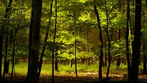 Nur noch jeder vierte Baum stark geschädigt 