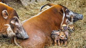 Drei neue Pinselohrschwein-Ferkel wirbeln durchs Gehege