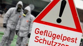 Erster Fall von Vogelgrippe in sächsischem Zuchtbetrieb bestätigt