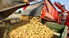 Schlechte Ernte, teure Pommes