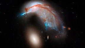 Tümmler springt über ein Ei