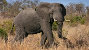 Mitarbeiter im Umweltministerium posiert mit geschossenem Elefanten