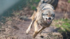 Der Wolf und der angebliche Populismus