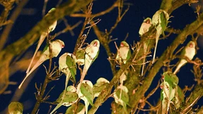 Wie Wiesbaden zur Papageien-Hauptstadt geworden ist