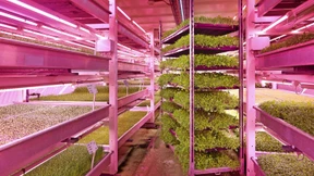 Ist Vertical Farming wirklich die Zukunft der Landwirtschaft?
