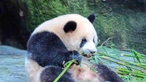 Schwieriger Schutz der Biodiversität