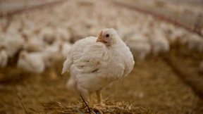 So schlecht geht es den Hühnern im Stall