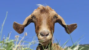 „Nirgendwo gibt es so viele Ziegen pro Kopf wie auf unserer Insel“