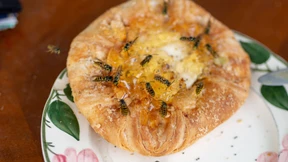 „Es ist ein gutes Wespenjahr“