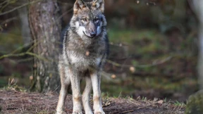 Wer hat Angst vor dem großen Wolf?