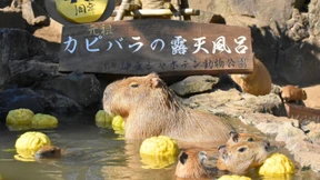 Japans Wasserschweine lieben im Winter heiße Bäder