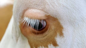 Kühe außer Rand und Band