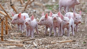 So funktioniert das neue Tierwohl-Label