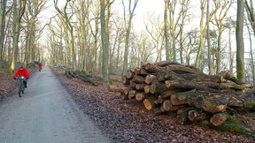 Therapie für den Hofheimer Wald