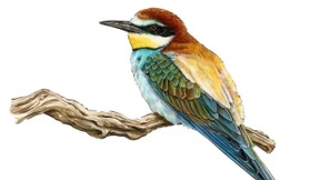 Alle Vögel sind schön da