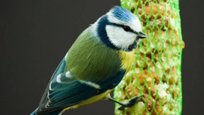 Worauf Sie bei der Vogelfütterung achten sollten