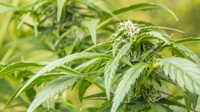 Hanf treibt Blüten, die Gesetzgebung auch