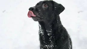 Feuerwehr muss Hunde freischneiden