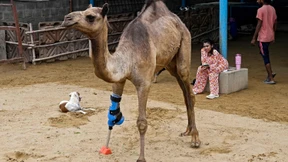 Kamel „Cammie“ in Pakistan kann wieder laufen