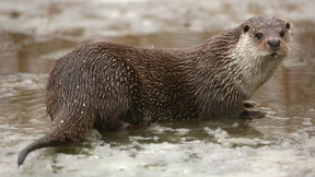 Fischotter in Hessen wieder heimisch