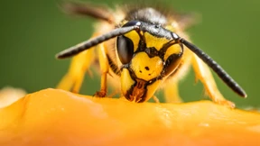 Wilde Choreographien