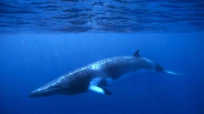 Mit dem Klimawandel haben die Wale ihre liebe Müh