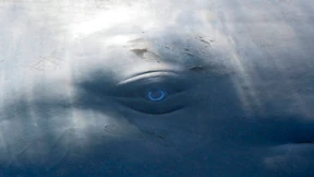 Leben Wale in Norddeutschland?