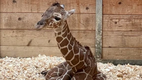 Wieder ein Giraffenbaby im Opel-Zoo
