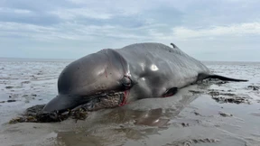 Wal auf Sylt erschossen