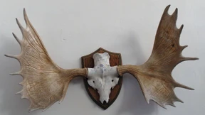 Die Dosis macht das Nationalismusgift