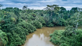Wie der Ostkongo-Konflikt dem Regenwald schadet