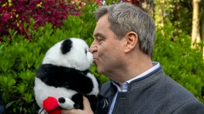 Tierpark Hellabrunn soll zwei Pandas bekommen