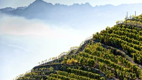 Kennen Sie Petite Arvine?