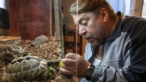 Wettlauf der Schildkröten