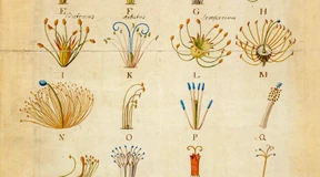 Ordnung ins Naturreich bringen