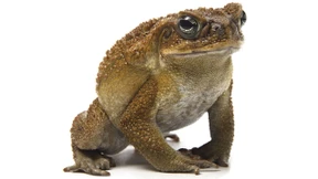 Nicht immer nur ein Spiel des Zufalls