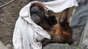 Der erstaunliche Effekt der Gefangenschaft