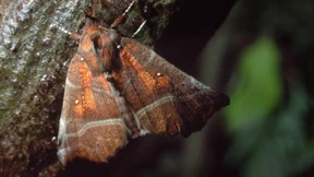 Fehlalarm um Mitternacht