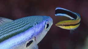 Gekränkter Putzerfisch