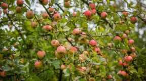 Der weite Weg zum koscheren Apfelwein