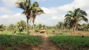 Kampf um die Kokosnuss