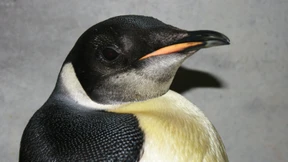 Happy Feet wie vom Meeresboden verschluckt