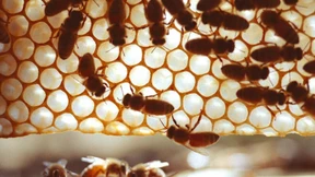 Geringe Honigernte für Hessens Imker