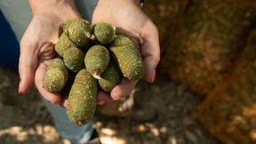 Zapfenernte für den Wald der Zukunft